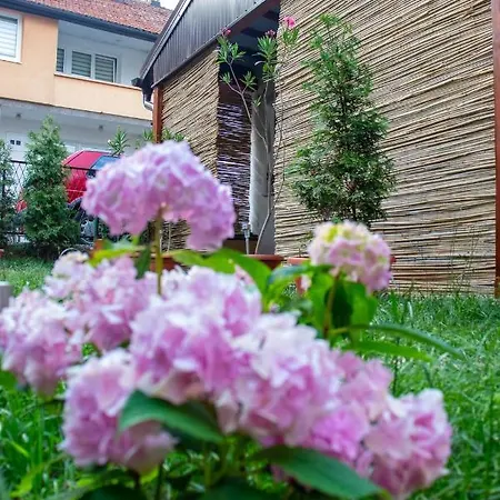 Orhideja Visoko